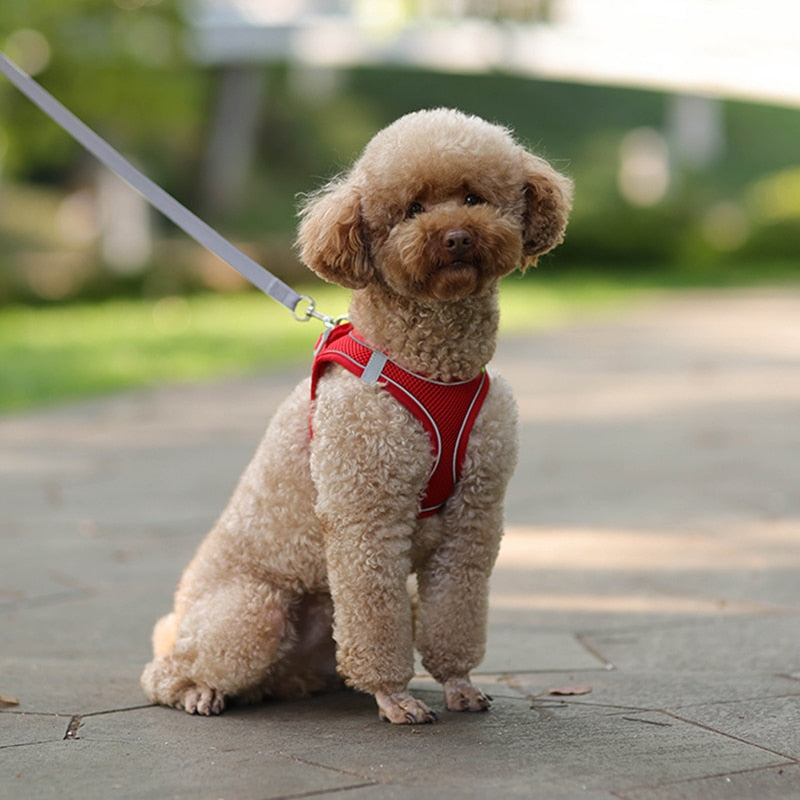 Adjustable Outdoor Dog Harness Leash Set for Puppies